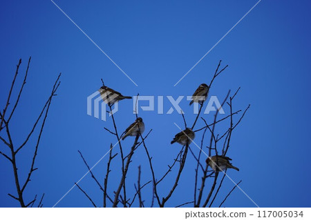 A flock of sparrows in the winter sky A flock of sparrows in the winter sky 117005034