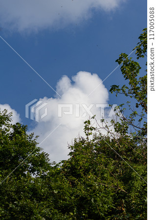 夏日的雲朵和無數的蜻蜓 117005088