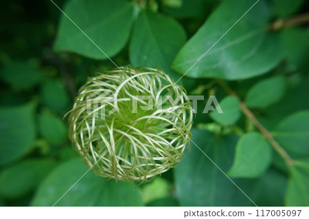Seeds inside. Clematis "Sanuki-ohyo" flower fluff. Clematis seeds. The flower language is "beauty of the spirit" and "sweet bondage." 117005097