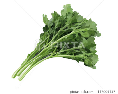 食用菊花 食用菊花 117005137