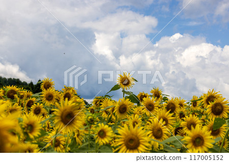 Sunflower fields in Tono City, Iwate Prefecture Sunflower fields in Tono City, Iwate Prefecture 117005152