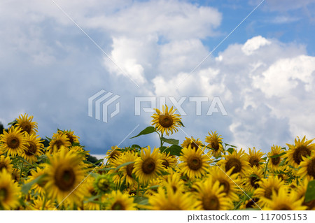 Sunflower fields in Tono City, Iwate Prefecture 117005153