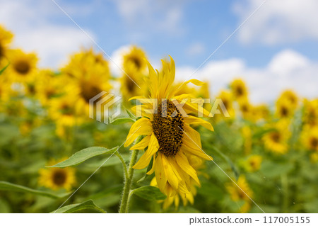 Sunflower fields in Tono City, Iwate Prefecture 117005155