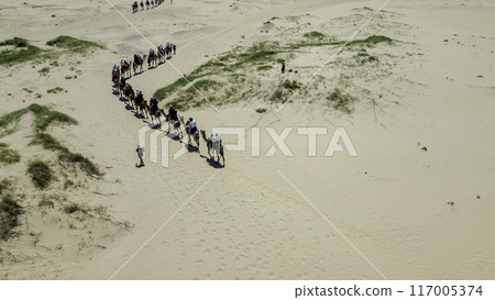 Herd of camels walking through the desert Herd of camels walking through the desert 117005374