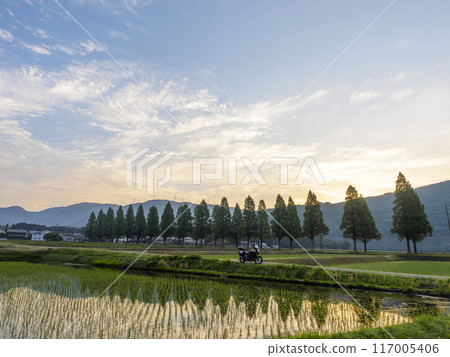 【自行車遊覽】朝陽照耀下的水杉樹和稻田風光 【自行車遊覽】朝陽照耀下的水杉樹和稻田風光 117005406