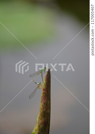 豆娘和年輕的荷葉 117005407