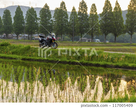 【自行車遊覽】朝陽照耀下的水杉樹和稻田風光 【自行車遊覽】朝陽照耀下的水杉樹和稻田風光 117005409