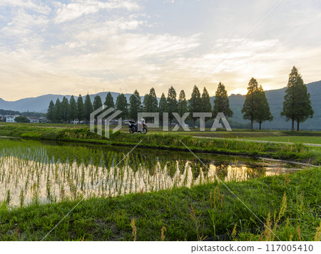 【自行車遊覽】朝陽照耀下的水杉樹和稻田風光 117005410