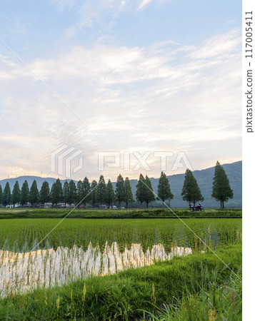 【自行車遊覽】朝陽照耀下的水杉樹和稻田風光 117005411