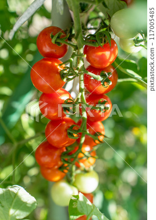  櫻桃西紅柿 117005485