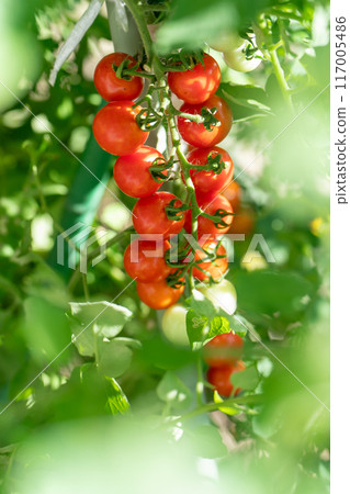  櫻桃西紅柿 117005486