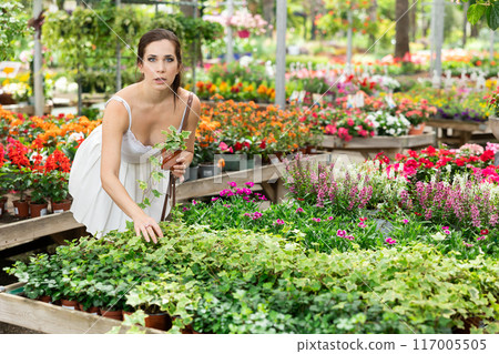 Interested woman choosing potted hedera at garden store Interested woman choosing potted hedera at garden store 117005505