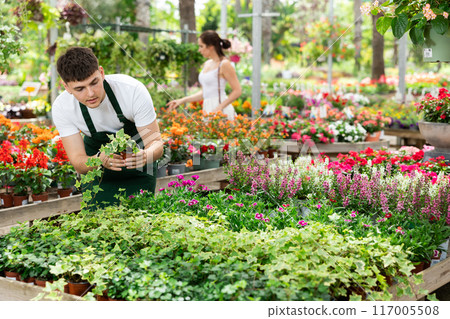 Young floriculturist examining potted hedera in garden center Young floriculturist examining potted hedera in garden center 117005508