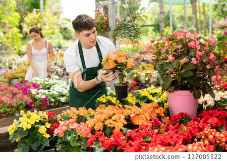 Smiling salesman looking at begonia hiemalis in open air plants market Smiling salesman looking at begonia hiemalis in open air plants market 117005522