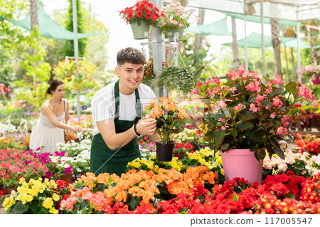 Smiling salesman looking at begonia hiemalis in open air plants market Smiling salesman looking at begonia hiemalis in open air plants market 117005547