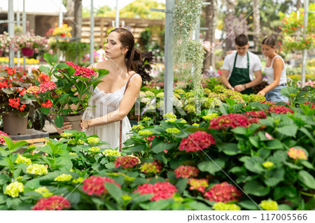Flower market - woman in dress selects potted flowers hydrangea 117005566