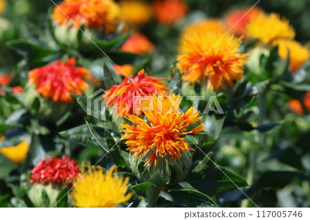紅花的特寫鏡頭 117005746