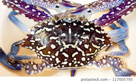 Close-up of live Taiwan blue crab Close-up of live Taiwan blue crab 117005795