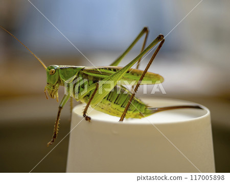 Grasshopper on a Paper Cup Grasshopper on a Paper Cup 117005898