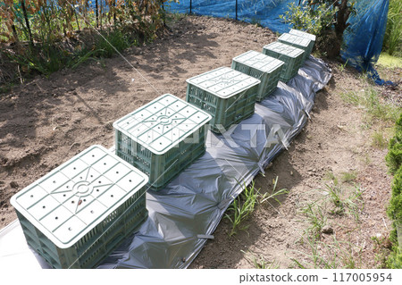 在地裡種植黃瓜來對抗發炎熱 在地裡種植黃瓜來對抗發炎熱 117005954