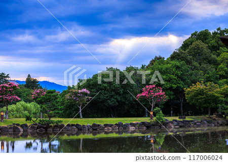 2024年夏天，奈良公園鷺池浮見堂的夜景。 117006024