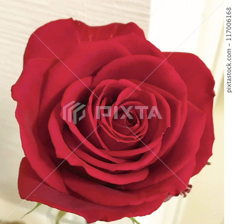 Close-up shot of a single red rose 117006168