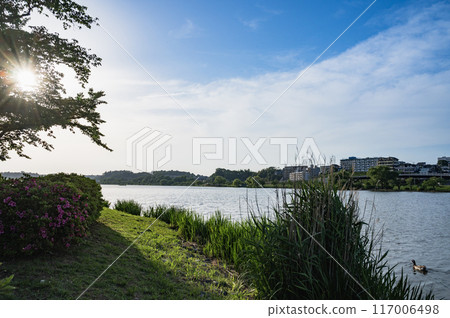 Ibaraki: Lake Senba (Mito City) 117006498