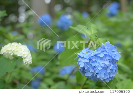 Hydrangea Forest Michinoku Hydrangea Garden Iwate Prefecture Hydrangea Forest Michinoku Hydrangea Garden Iwate Prefecture 117006500