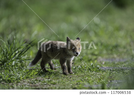 紅狐狸寶寶散步 紅狐狸寶寶散步 117006538