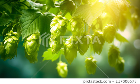Hops male flowers (cones) 117006575