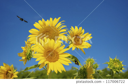 藍藍的天空和黃色的向日葵 藍藍的天空和黃色的向日葵 117006722