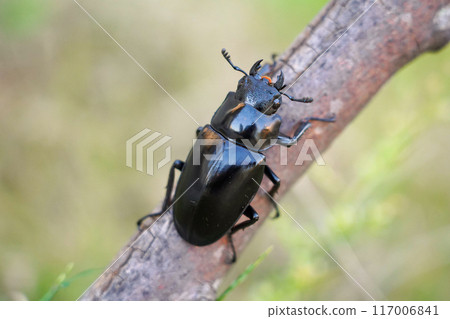 Wild female stag beetle 117006841