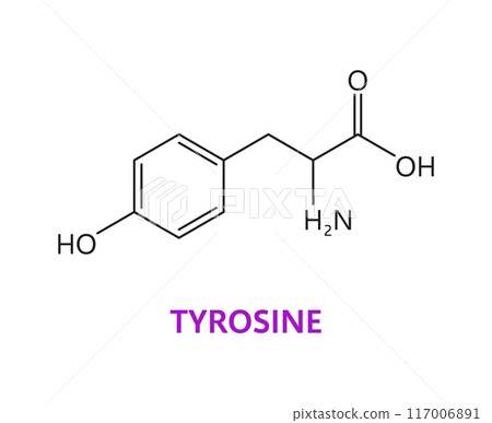Tyrosine amino acid chemical molecules, essential structure with a polar side chain, includes a benzene ring, an amino, carboxyl and hydroxyl groups, crucial in synthesizing neurotransmitters, vector Tyrosine amino acid chemical molecules, essential structure with a polar side chain, includes a benzene ring, an amino, carboxyl and hydroxyl groups, crucial in synthesizing neurotransmitters, vector 117006891