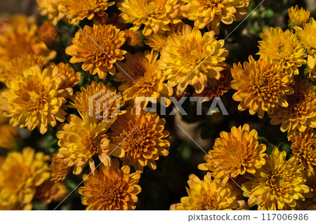 黃色的菊花 117006986