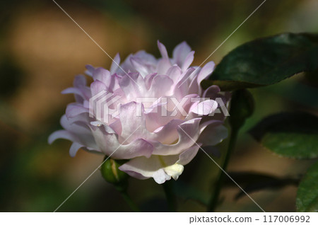 Rose of pink color Rose of pink color 117006992