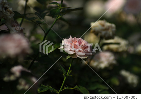 與玫瑰色花的風景 與玫瑰色花的風景 117007003