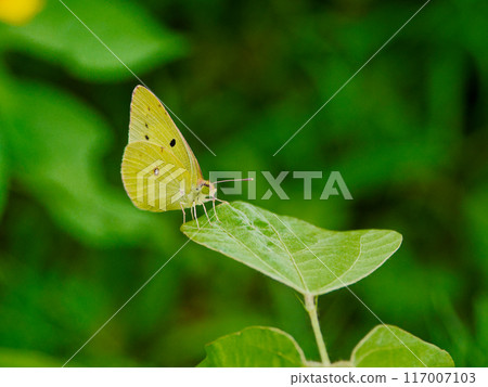 Pieridae Colias edulis (female) resting on a leaf 117007103