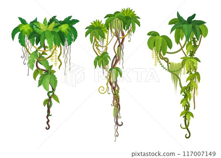 Tropical jungle liana vine branches of ivy or creeper plant with green hanging leaves, cartoon vector. Tropical liana and rainforest jungle bindweed tree or hedera vine with climbing monstera leaf 117007149