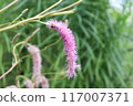 地榆白山地榆的花。日本特有種。 117007371