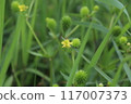 毛茛屬植物的花和果實。 117007373