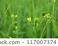 毛茛屬植物的花和果實。 117007374