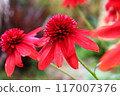 紫錐菊「古怪的紅色」。雙開花。 117007376