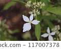 屋久島 Conterigii 繡球花的白色裝飾花。 117007378