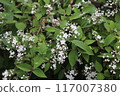 傘花溲疏 117007380