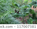台灣薄荷（台灣八角蓮）Podophyllum pleianthum 117007381