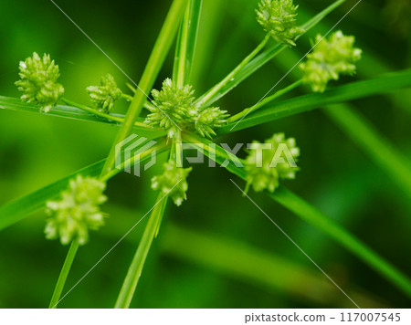 單子葉植物科莎草科 單子葉植物科莎草科 117007545
