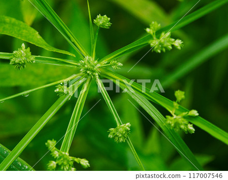單子葉植物科莎草科 單子葉植物科莎草科 117007546