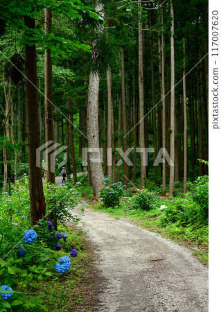 岩手縣陸奧繡球花園，松樹參天的長廊 117007620