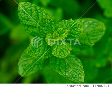 Refreshing scent of mint family 117007621