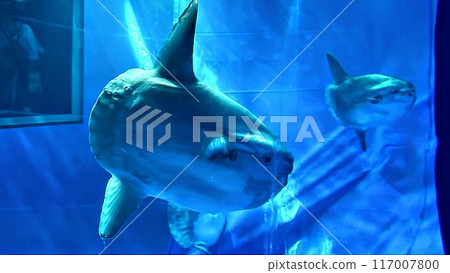 Sunfish Sunfish 117007800